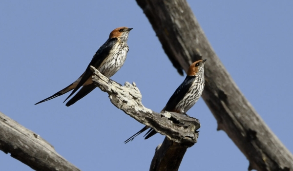Lesser strip Swallows