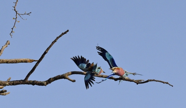 Lilac-breasted Roller-m. fighting