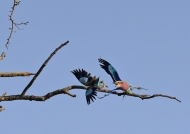 Lilac-breasted Roller-m. fighting