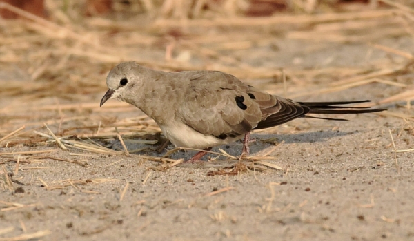 Namaqua Dove – female