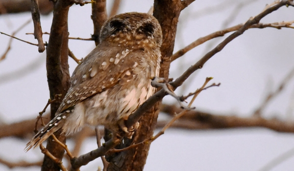 P.spot. owlet showing false eyes