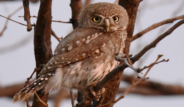 P.spot. owlet showing real eyes