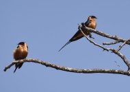 Red-breasted Swallows