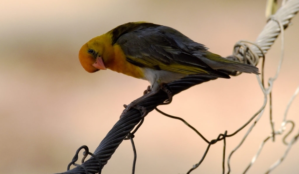 Red-headed Weaver – female
