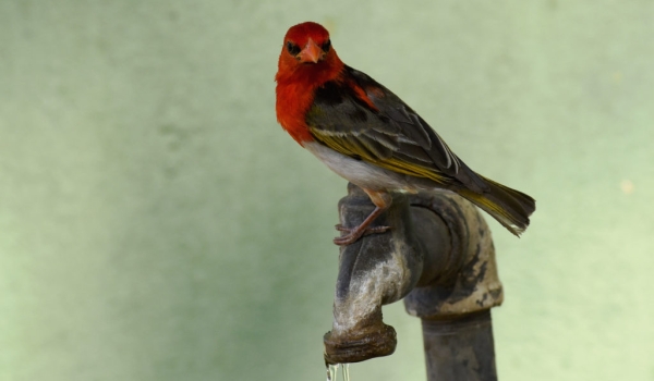 Red-headed Weaver – male