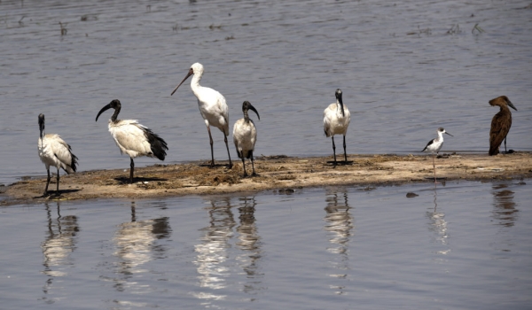 sacred Ibises-african spoonbill….