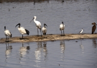 sacred Ibises-african spoonbill….