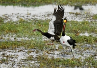 sadd. b stork-spur-winged goose