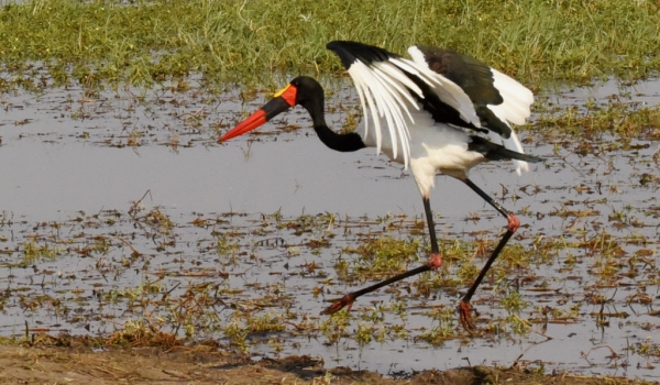 Saddle-billed Stork – male