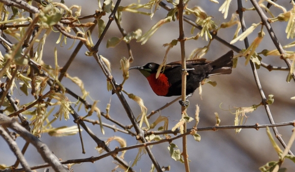 Scarlet-chested Sunbird – male