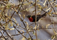 Scarlet-chested Sunbird – male