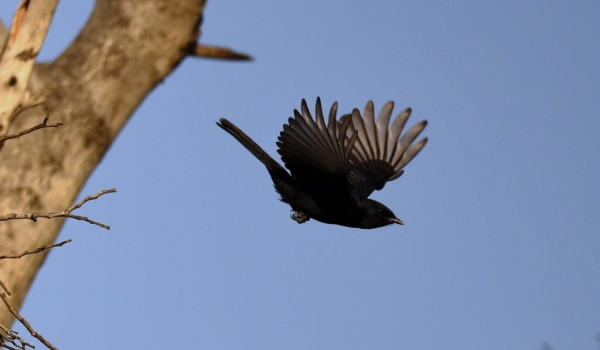 Southern Black Flycatcher – m.