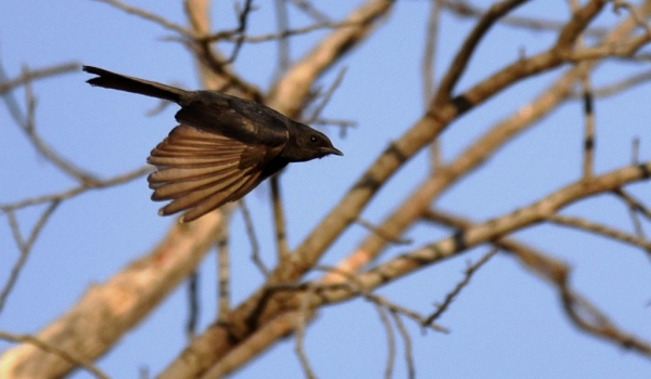 Southern Black Flycatcher – f.