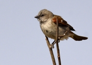 south. grey-headed sparrow-juv