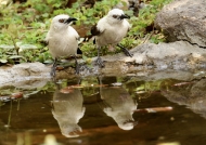 Southern Pied Babblers