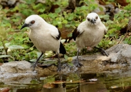 Southern Pied Babblers
