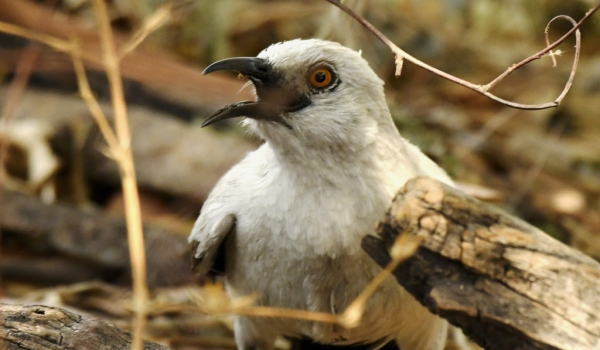 Southern Pied Babler
