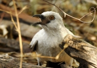 Southern Pied Babler