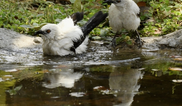 Southern Pied Bablers