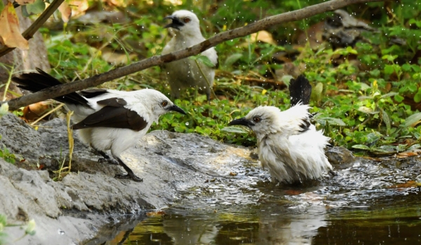Southern Pied Bablers