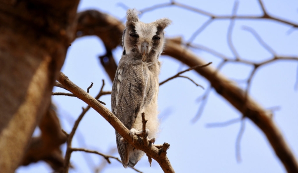 Southern White‑faced Owl – juv.