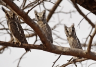 south. wht‑faced owl-ad & 2 juv