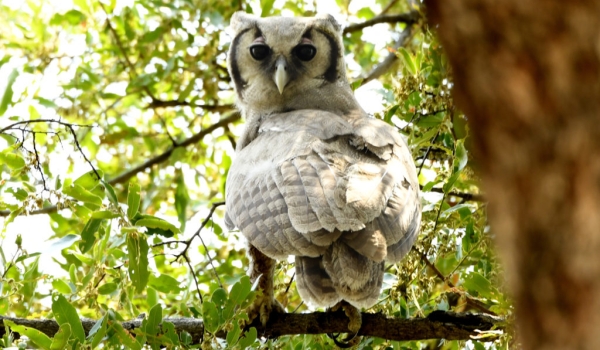 Verreaux’s Eagle-owl