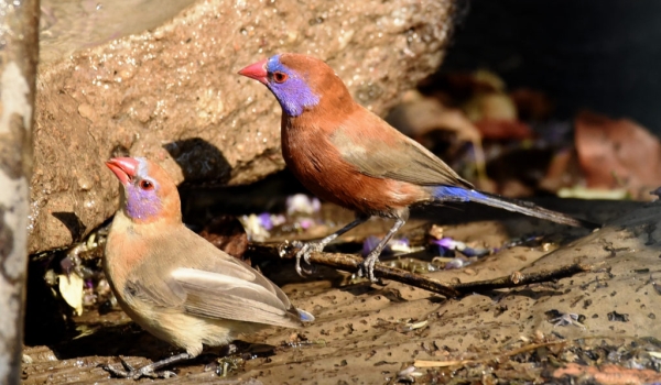 Violet-eared Waxbill-cpl-m right