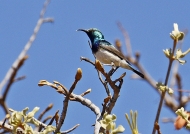 White-bellied Sunbird – male