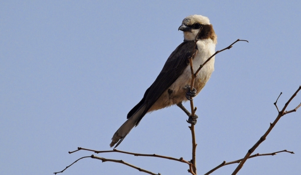 Southern White-crowned Shrike