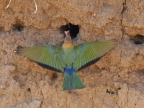 White-fronted Bee-eater on nest