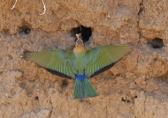 White-fronted Bee-eater on nest