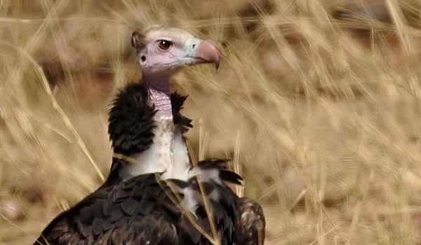White-headed Vulture