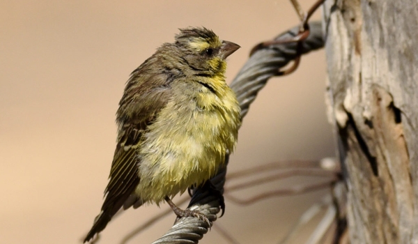 yellow-front. canary-after bath