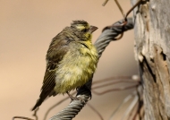 yellow-front. canary-after bath