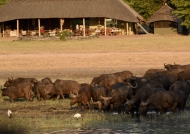 ….front of our lodge Cp Hwange