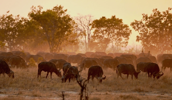 About 600 African Buffalos in….
