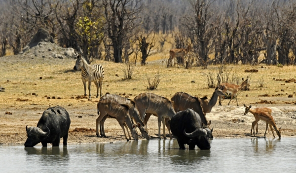 Buffaloes-Kudus-Zebra-Impalas