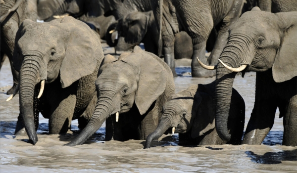 African Bush Elephants