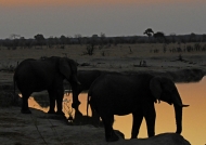 African Bush Elephants