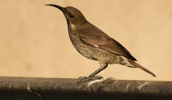 Amethyst Sunbird – female