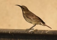 Amethyst Sunbird – female