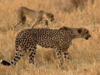 Cheetahs – males