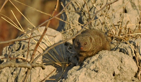 Common Dwarf Mongoose
