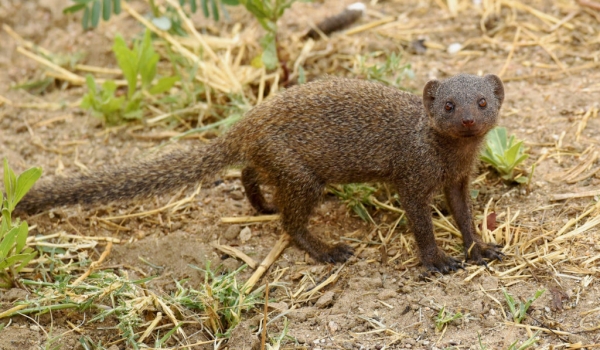 Common Dwarf Mongoose
