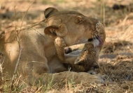 Lioness with her cub-2 months