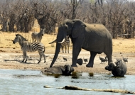 Elephant – Zebras – Buffaloes