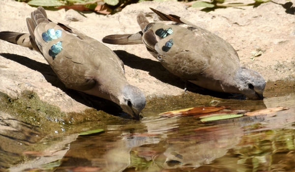 Emerald-spotted Wood Doves