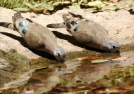Emerald-spotted Wood Doves