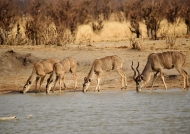 Greater Kudus – male & females